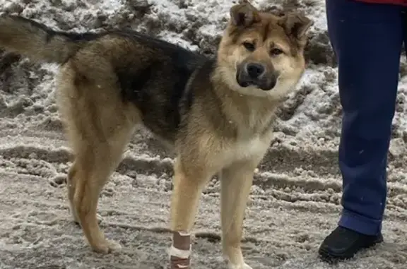 Найдена собака, Москва, фото: Найден собака, мужской, Фестивальная улица, Москва