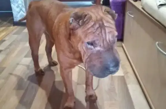 Найдена собака, Курган, фото: Найдена собака, мужской, улица Фарафонова, Курган