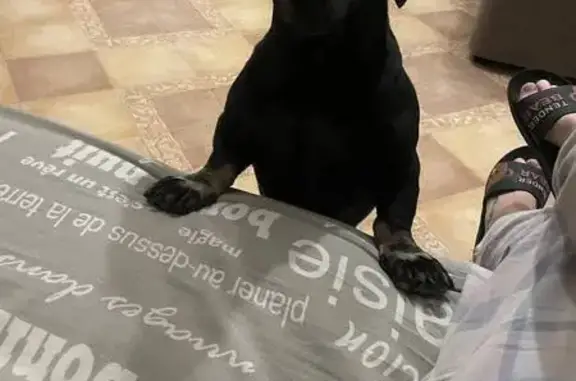 Найдена собака, мужской, 1-й Курьяновский проезд, 17А, Москва - photo