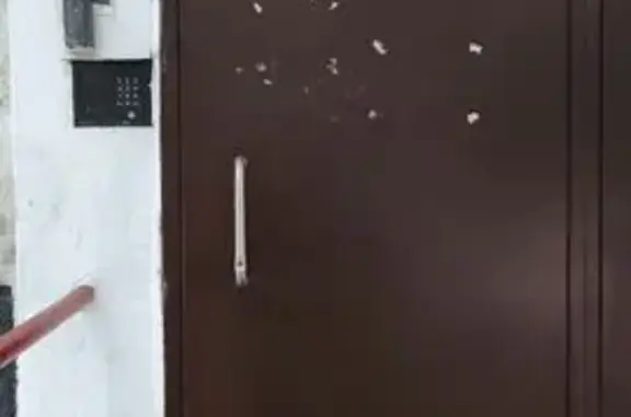 Найдена кошка, Москва, фото: Найдена кошка, Элеваторная улица, 4, Москва - сидела у подъезда