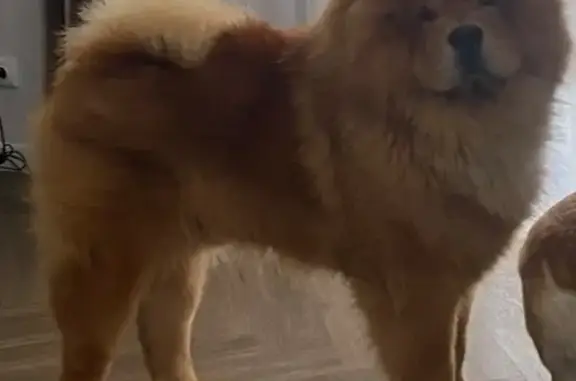 Пропал собака, улица Мира, Малый Сундырь - рыжий, ласковый мальчик - photo