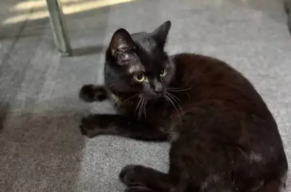 Объявления о пропавших и найденных животных, Чита, фото: Найден кот, район музея Декабристов, Чита - чёрный с белым пятном