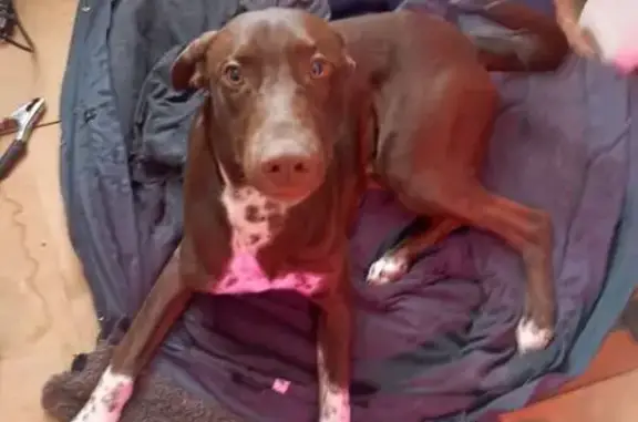 Объявления о пропавших и найденных животных, Ярославль, фото: Найдена собака, мужской, Ярославль, лежала у калитки в дом