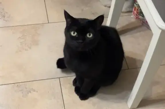 Пропал кот, улица Олега Кошевого, Калининград - чёрный с ярко-зелёными глазами - photo