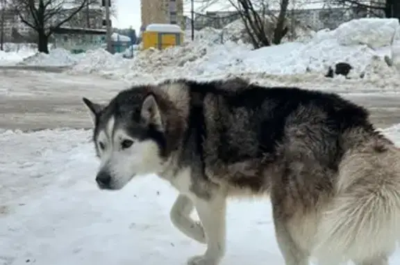 Найдена собака, Тамбов, фото: Найден собака, мужской, городской округ Тамбов, Тамбовская область - знает команды