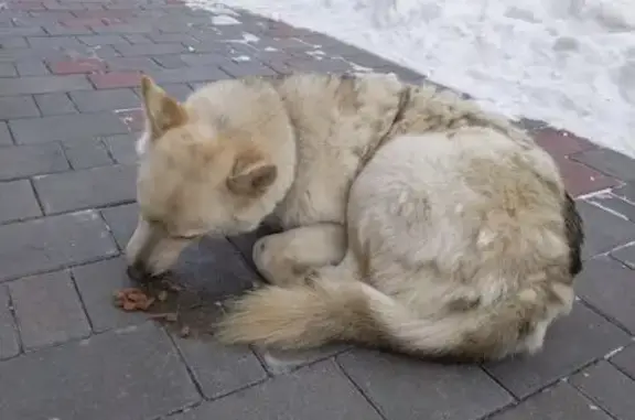 Объявления о пропавших и найденных животных, Екатеринбург, фото: Найдена собака, 10, Екатеринбург - белый с серым окрас, голубые глаза