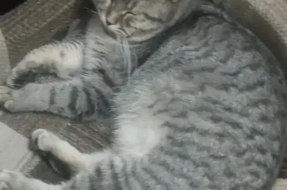 Пропал кот, улица Свердлова, 22, Елец - красный ошейник - photo