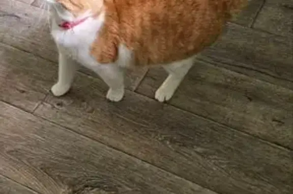 Пропала кошка, Бурнаковский проезд, 11, Нижний Новгород - рыже-белый кастрированный мальчик - photo