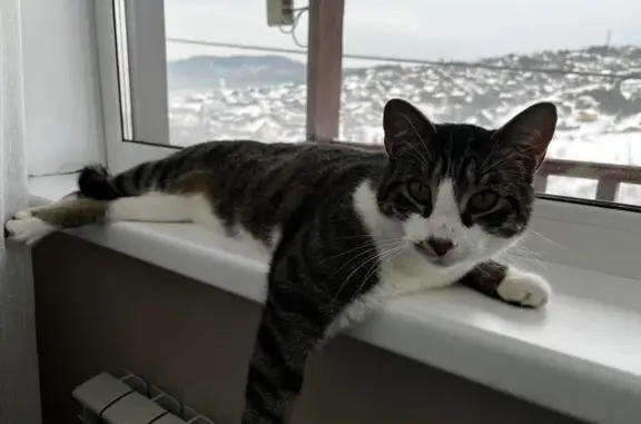 Пропал кот, Карьерная улица, Горно-Алтайск - полосатый окрас, без ошейника - photo