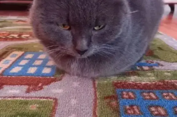 Пропал кот, Шептаки, Ойкасы - серый, возможно в сторону Моргауш - photo