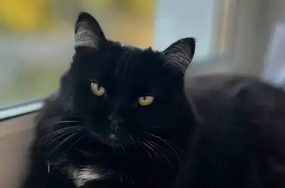 Пропала кошка, Новогодняя улица, 28/1, Новосибирск - photo