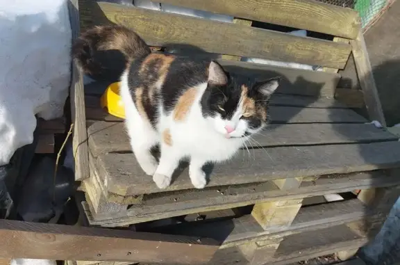 Объявления о пропавших и найденных животных, Екатеринбург, фото: Найдена кошка, улица Туристов, Екатеринбург - очень ласковая