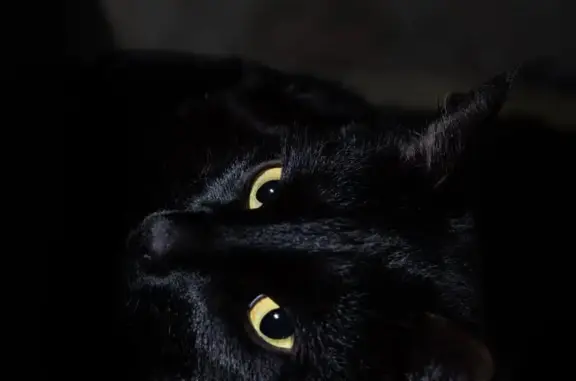 Пропал кот, Водопроводная улица, 89, Йошкар-Ола - чёрный с белым пятнышком - photo