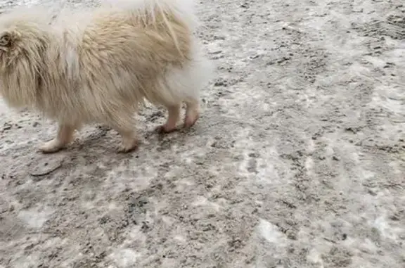 Найдена собака, Оренбург, фото: Найден собака, улица Братьев Башиловых, 11, Оренбург - кремовый шпиц с ошейником