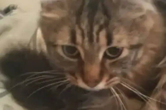 Объявления о пропавших и найденных животных, Ростов-на-Дону, фото: Найдена кошка, Коммунистический проспект, 25 к1, Ростов-на-Дону - очень общительная