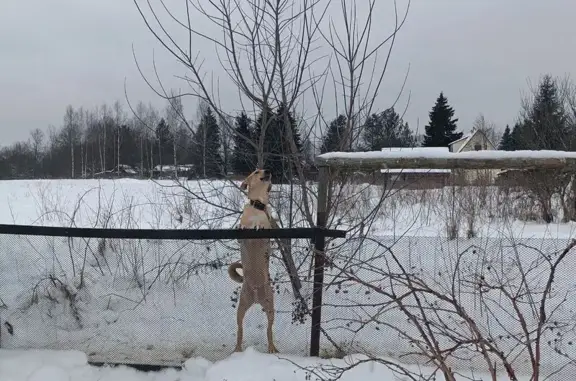 Найдена собака, Ретюнское, фото: Найдена собака, Поддубье — Бор, Ретюнское сельское поселение, светлый окрас, похож на гончую
