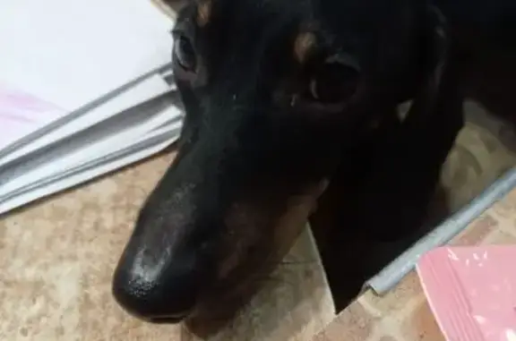 Объявления о пропавших и найденных животных, Новокузнецк, фото: Пропала собака, Новокузнецк - чёрная такса, беременная