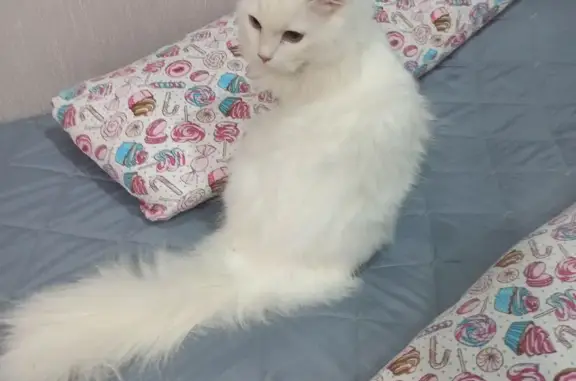 Найденные животные Арзамас, фото: Найден кот, Комсомольский бульвар, 10, Арзамас - белый пушистый