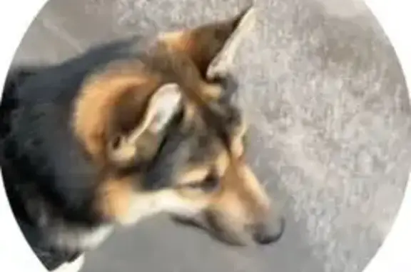 Пропал собака, Туапсинский переулок, Ростов-на-Дону - кличка Ермак, помесь овчарки и хаски - photo