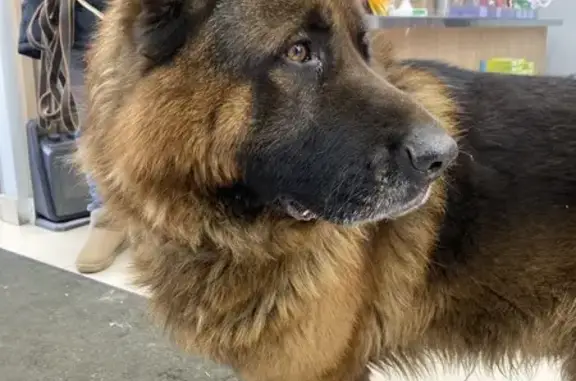 Найдена собака, Москва, фото: Найден собака, Рябиновая улица, 4, Москва - кобель немецкой овчарки