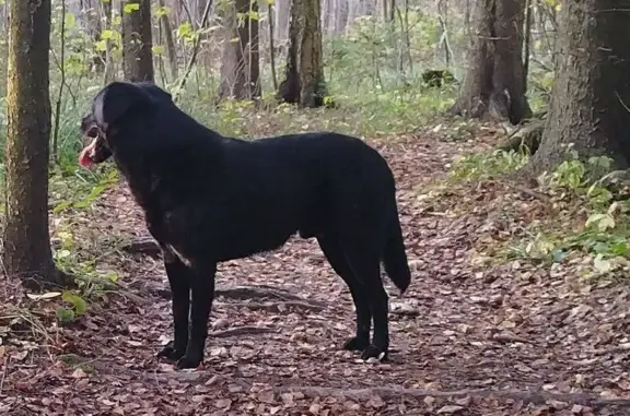 Собаки потеряшки, Клопово, фото: Потеряшка собака, Клопово, Московская область - чёрный, короткошёрстый, пугливый