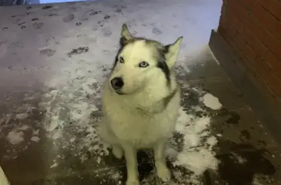 Найденные животные Глазов, фото: Найдена собака, Глазов, Удмуртия