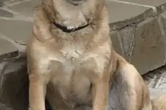 Пропала собака, Иртышская улица, 21, Волжский - небольшая дворняжка с шрамом над глазом - photo