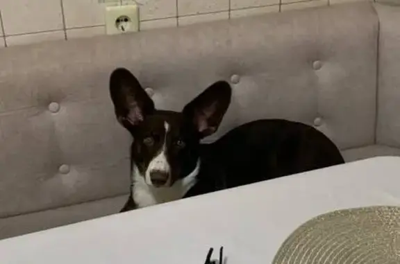 Собаки потеряшки, Гдов, фото: Потеряшка собака, Гдов, Псковская область - коричнево-белый корги