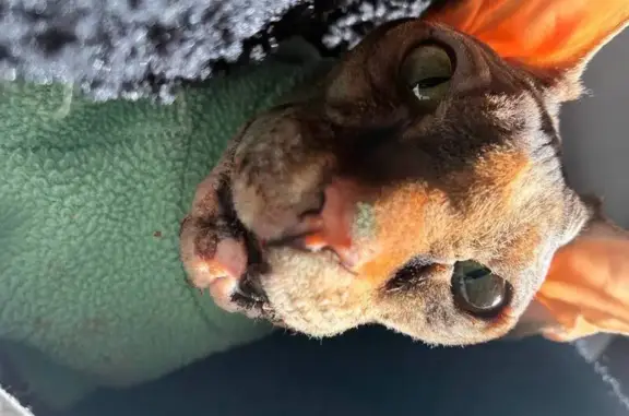 Объявления о пропавших и найденных животных, Екатеринбург, фото: Найдена кошка, улица Розы Люксембург, 59, Екатеринбург - одета в зелёную кофту