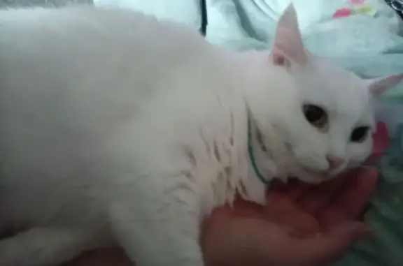 Пропала кошка, улица Дьяконова, 19 к1, Великие Луки - чисто белая и зеленоглазая - photo