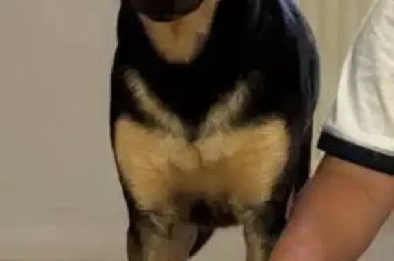 Пропала собака, СТ 