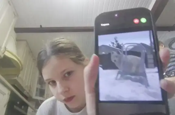 Пропал собака, Московская область, Раменский - белый энергичный мальчик - photo