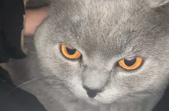 Пропала кошка, Лучковская улица, Елец - серый британец с красным ошейником - photo