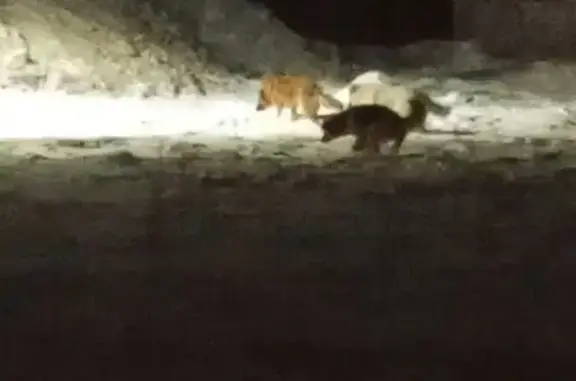 Найденные животные Копейск, фото: Найдена собака, проспект Славы, Копейск - рыжий окрас, крупный размер