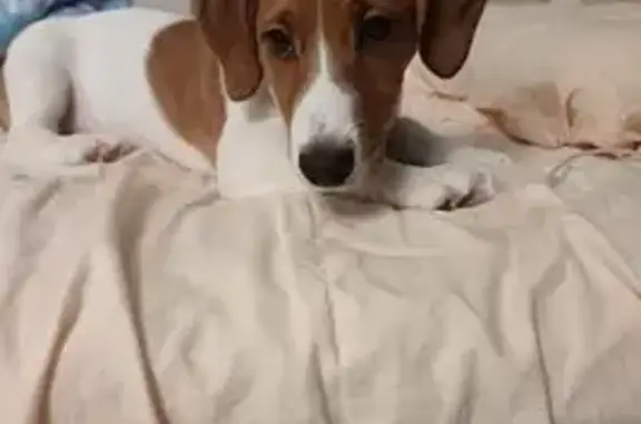 Пропала собака, 1-й Текстильный переулок, 13, Шуя - откликается на кличку Тим - photo