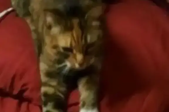 Пропала кошка, 2-й Ручейный тупик, Выборг - ласковая, упитанная - photo