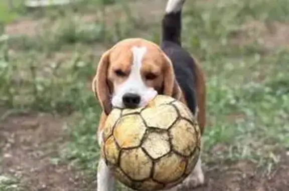 Объявления о пропавших и найденных животных, Улан-Удэ, фото: Пропал собака, Сандаловая, Улан-Удэ - бигль с красным ошейником