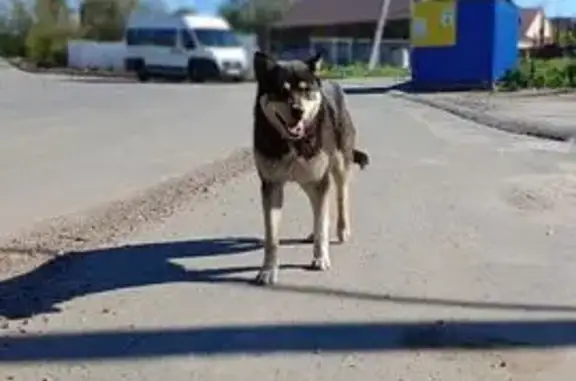 Пропал собака, Складской проезд, 16, Чебоксары - серый ошейник - photo