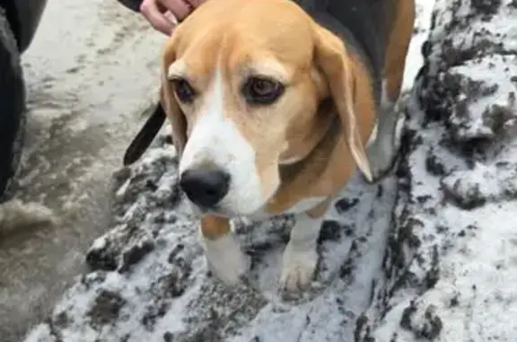 Бигль с коричневым ошейником, напуганный, но сразу идёт на контакт, людей не боится, не щенок