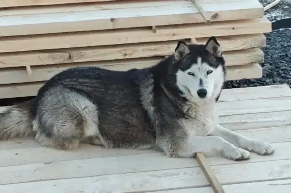 Пропала собака, Олимпийская улица, 25, Старый Оскол - прихрамывает на левую заднюю лапу - photo