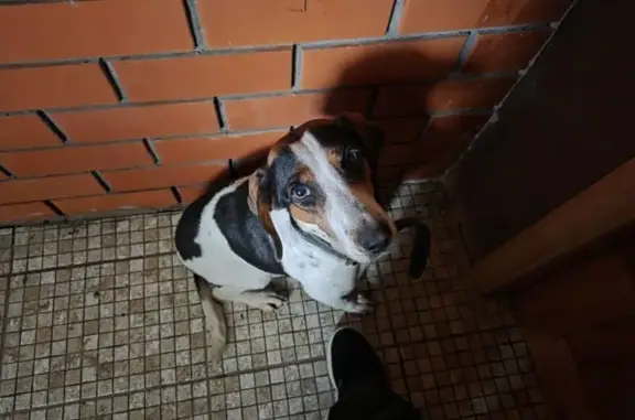 Объявления о пропавших и найденных животных, Курск, фото: Найдена собака, женский пол, улица Жуковского, городской округ Курск