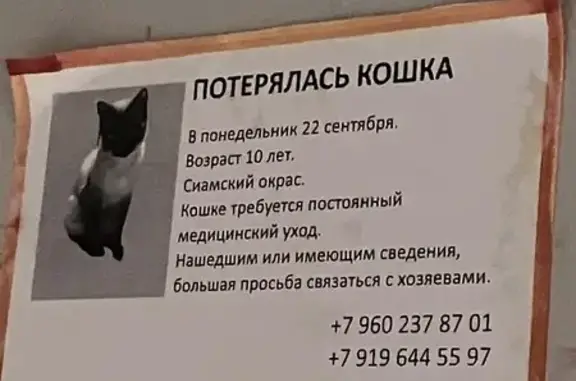 Найдена кошка, Казань, фото: Найдена кошка, улица Четаева, Казань