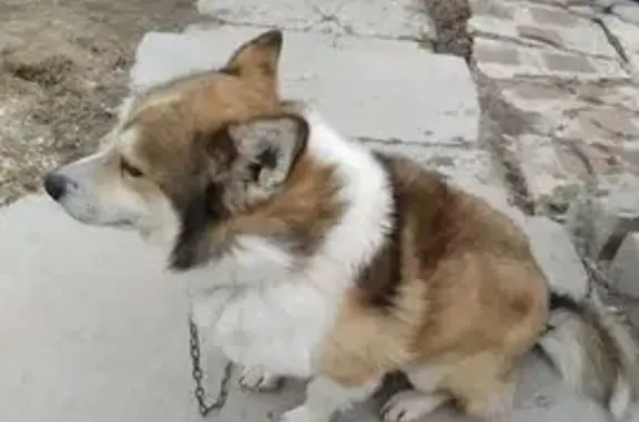 Пропала собака, улица Герцена, 4, Чусовой - с рыжей шерстью и белым воротничком - photo