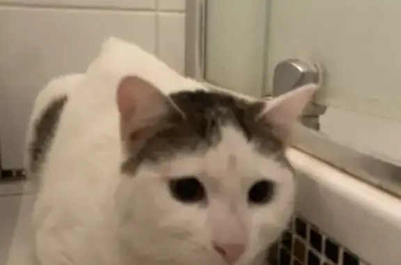 Объявления о пропавших и найденных животных, Калининград, фото: Найдена кошка, улица Лейтенанта Катина, Калининград - ласковая и спокойная