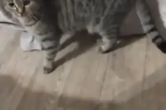 Кошки потеряшки, Самара, фото: Потеряшка кошка, Среднесадовая улица, 65, Самара - отзывается на Рыся