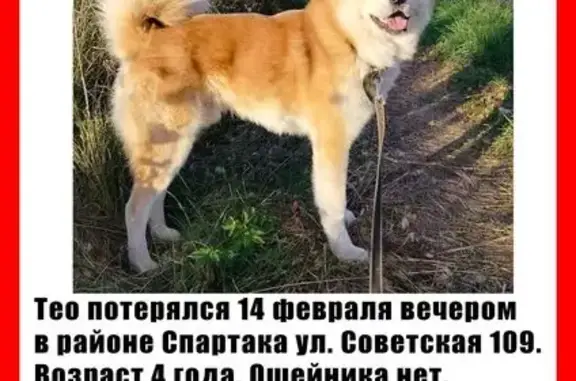 Рыжий парень с белой окантовкой мордашки. На прогулке расстегнулся ошейник и он увязался за собакой. Не кастрированный. Очень ласковый парень.