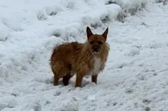 Найдена собака, Нижний Новгород, фото: Найдена собака, Р-158, Ольгино, Нижний Новгород - ухоженная и домашняя