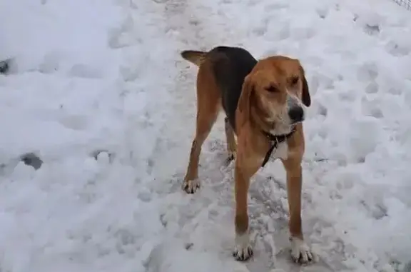 Найдена собака, Полозовские Дворы, фото: Найдена собака, женская, Александровский, Полозовские Дворы