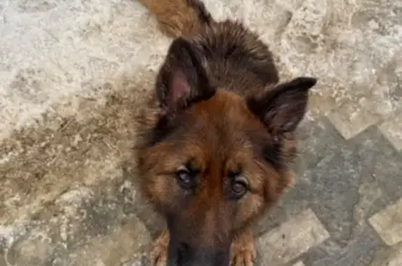 Объявления о пропавших и найденных животных, Липецк, фото: Найдена собака, улица Юных Натуралистов, Липецк - похожа на немецкую овчарку