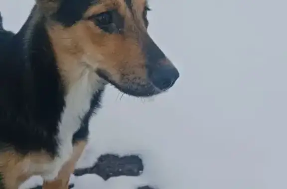 Объявления о пропавших и найденных животных, Йошкар-Ола, фото: Найдена собака, улица Свердлова, Йошкар-Ола - доверчивая щенок